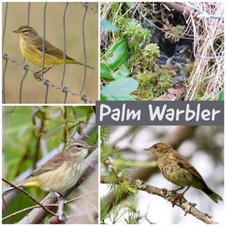 Palm Warbler